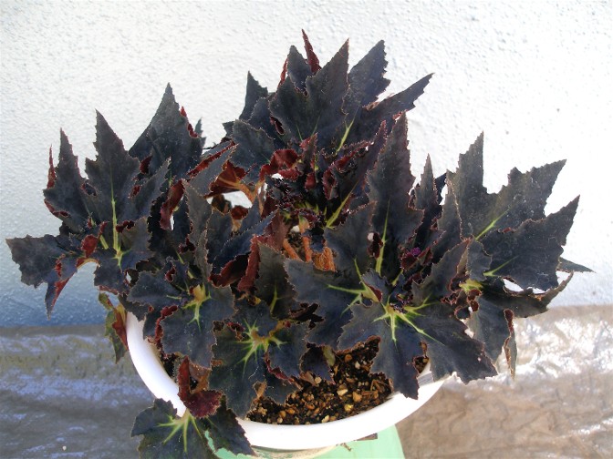 B. ‘Black Fancy’